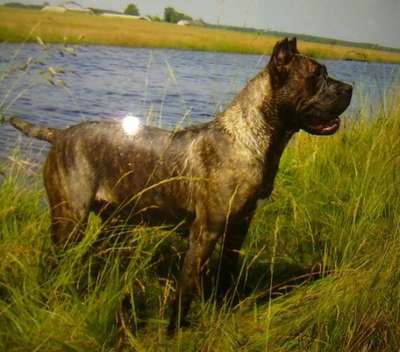 PERROS CANARIOS OROS AKIRA