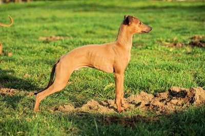 Jeremy Charty Jagi