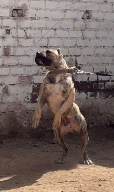 ZEUS CHAJLLA PERRO DE PRESA
