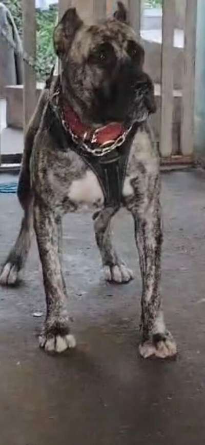 SHEER KHAN DEL GUAJIRO