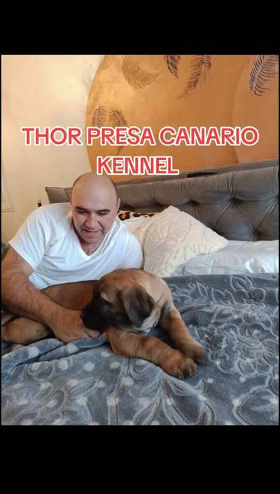 C-THOR DARIA PRESA CANARIO