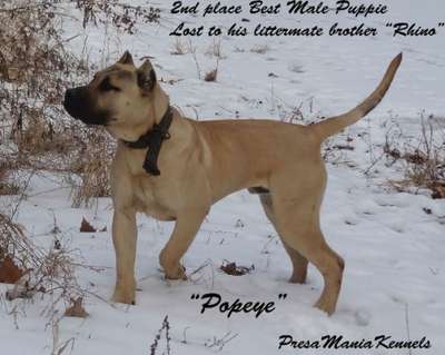 MID AMERICA K9 POPEYE