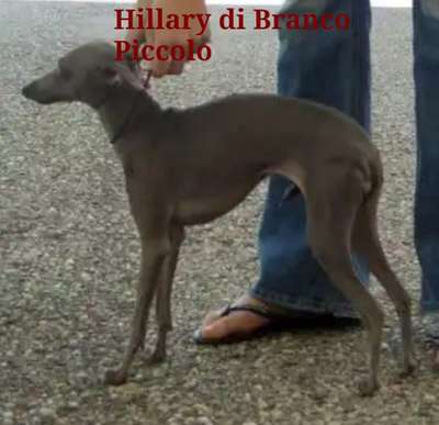 Hillary Di Branco Piccolo
