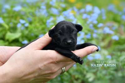 Novatica Hazin' Raisin
