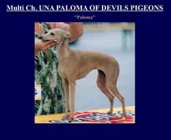 Una Paloma Of Devils Pigeons
