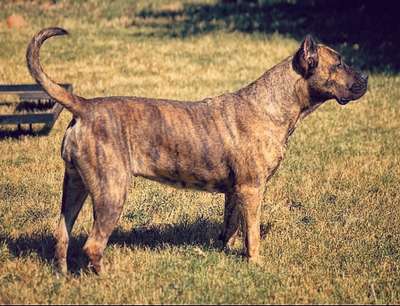 VILLA D’EIVISSA OF PROPER K9