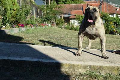 AMBROSIO PERRO LOCO DE HIERRO
