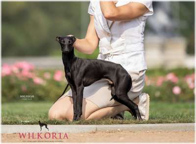 Wilkoria Duke On The Castle