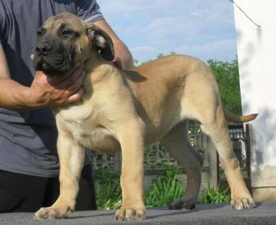 APACHE CAN Y CERO