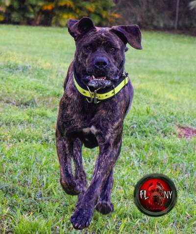 ATHENA DE EL MIKE KENNEL