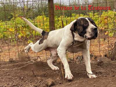 VERSUS DE GLADIATOR DOGZ