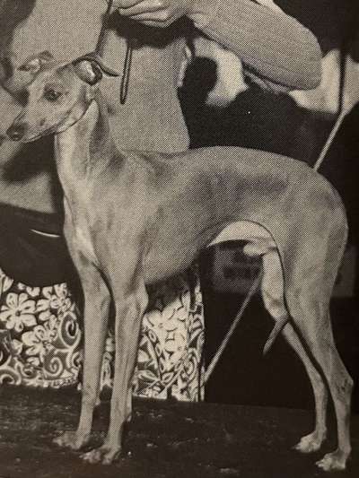 Broomhall's Golden Blaze