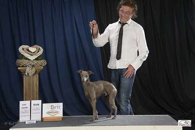 Quvent Du Chien D’Ebène
