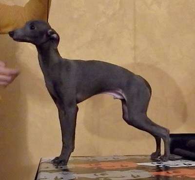 Etrurian Velvet Hego