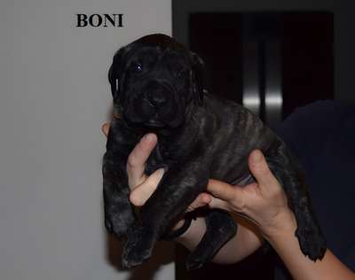 BONNIE