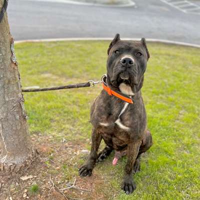 BANNISTERBRED’S TONKA