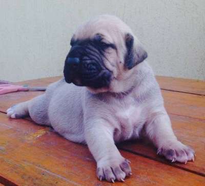 THOR DOG PUR