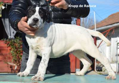 KRUPP DE RADUCA