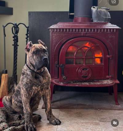 CASSIUS DE STEARNS KENNEL