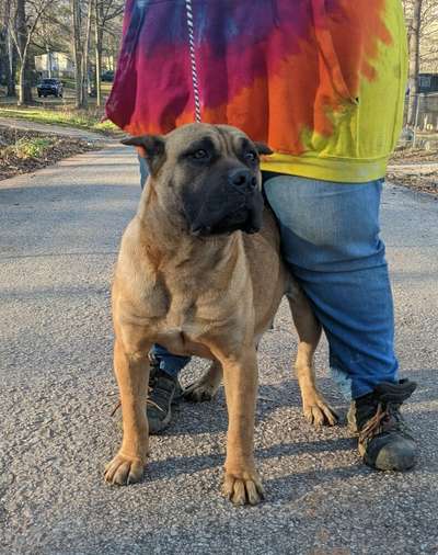 CHAMBERS K9'S CHICA
