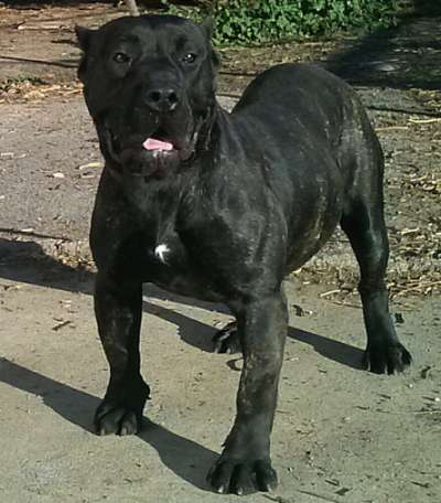 LUNA DE BARNACAN BULL