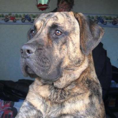 FREEZER DIT FANZY OF DOGO PARADISE