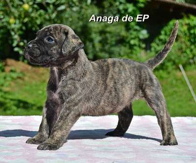 ANAGA DE ETERNA PRIMAVERA
