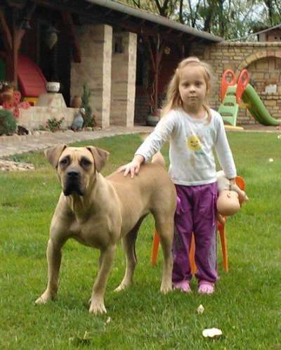 PERROS CANARIOS OROS DIOR