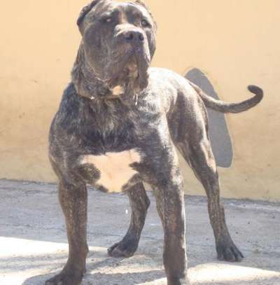 THOR DE RUCADEN