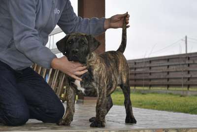 APOLLO DARIA PRESA CANARIO