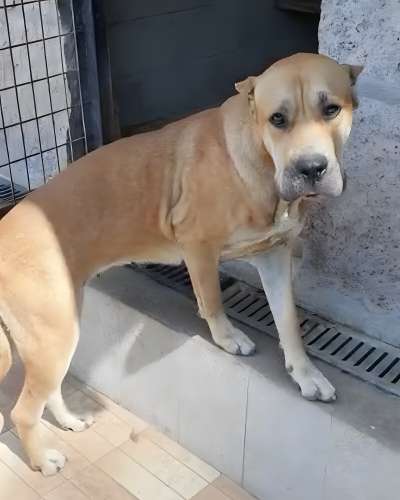 LOLA DE KING ZULU