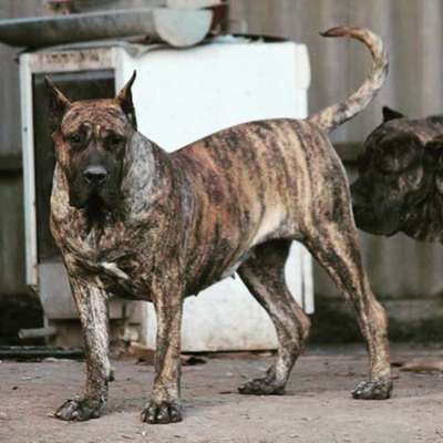 AMATA BULLSARA DEL PEMBA