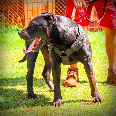 TARA DE CICILLINI PROTECTION DOGS