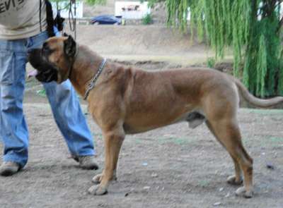 REO DE RANCHO BRAVO