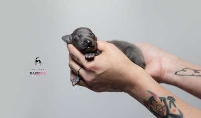 Chartbeat Barbi'Q
