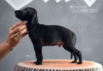 Novatica Seastorm Sound