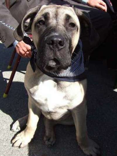 EXCALIBUR DOG EYE'S (ROCKY)