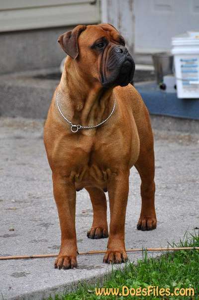 GARROWAY'S BULLSTOCK ROXYROLLER