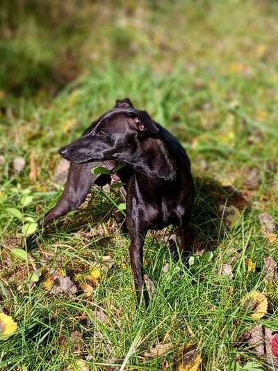 Doogylifes Pueces Doris