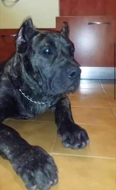 ANUBIS DE LOS MENCEYES