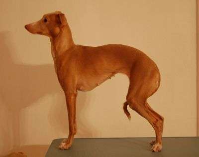 Tullemor's Golden Wilhelmina