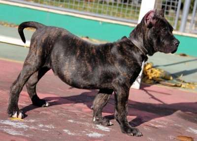 ROMANO DE KING ZULU