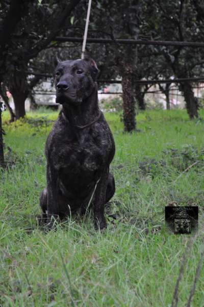 BADB ARDOR BULL