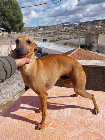 Mateo II De Escriba Divino