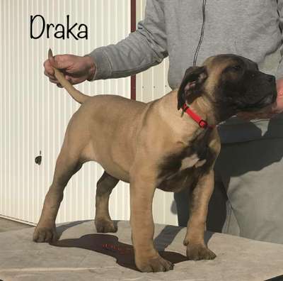 DRAKA DE TIERRA GRANCAN