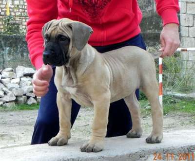 HERO DE SPALATO BULL
