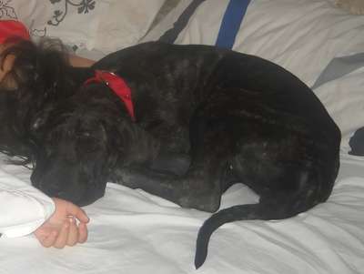 IZA PERROS DE FU