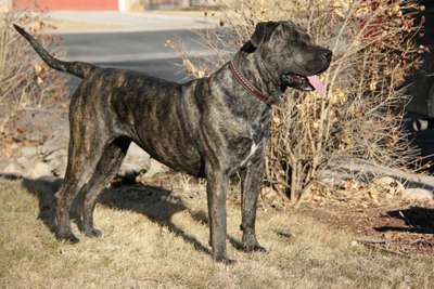 BLACK PEARL BALUARTE DE LOS PERROS