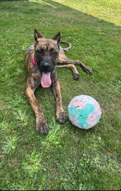 TOT OF PROPER K9
