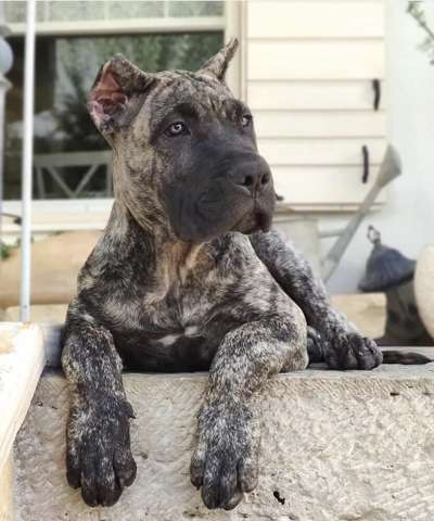 ELZA BAD DOGZ CANARIO